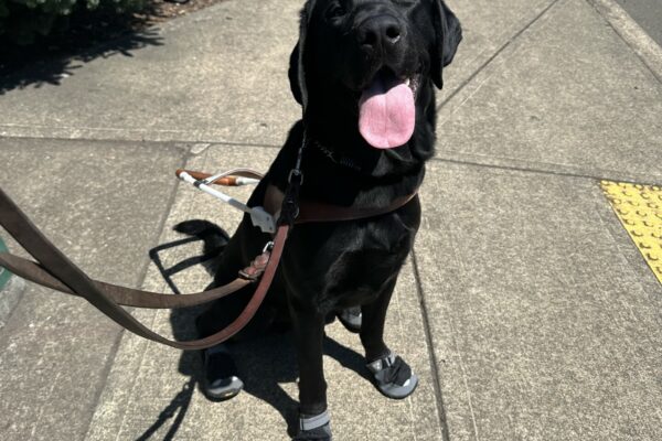 "Lisbon", a male black lab, sits on a concrete sidewalk looking towards the camera. He is wearing his guide dog harness and booties on all four feet.