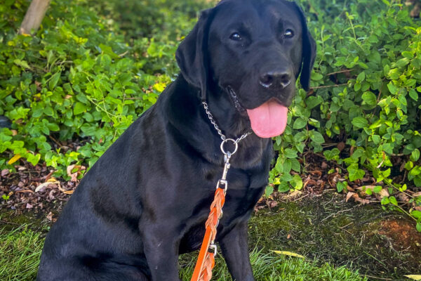 Lombard sits on the shady lawn on campus, tongue out