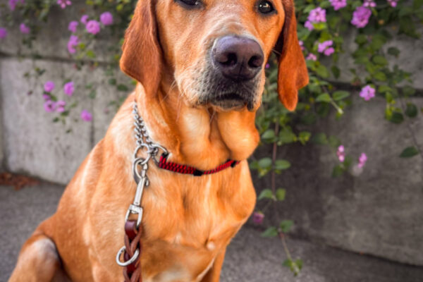 Neila sits on a pathway in front of purply flowered bushes looking sweetly at the camera
