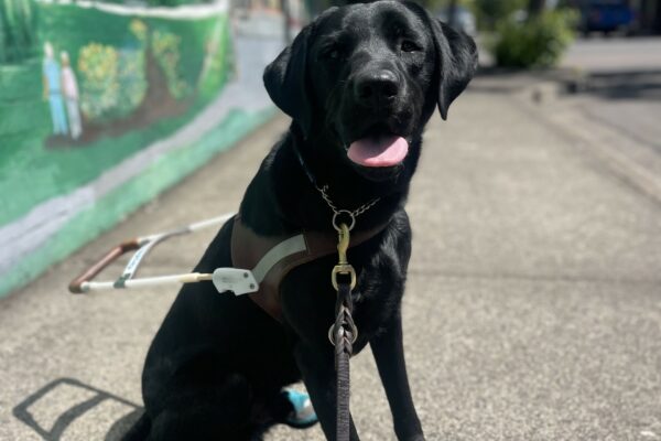 Newton, a male black Labrador, sits on a cement sidewalk in front of a mural of Downtown Gresham. He is wearing his harness and 4 teal colored shoes. His tongue is hanging out.