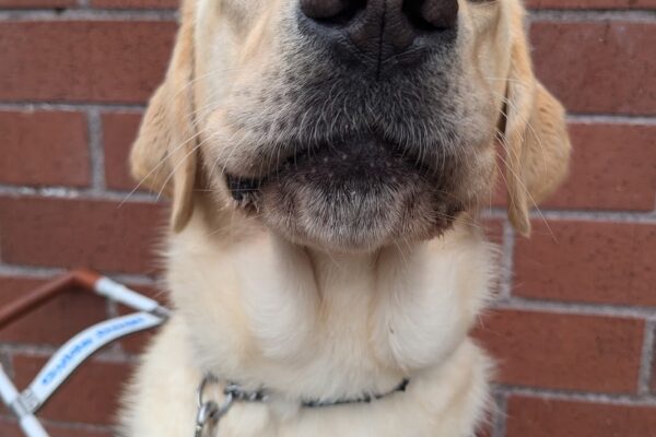 Barley is close up to the camera, with the focus on her nose. She is wearing her harness and sitting in front of a red brick wall. She seems to be anticipating eating a kibble that she's about to get.