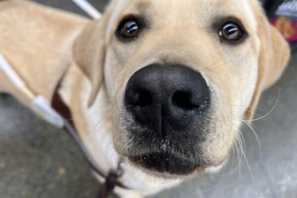 Male yellow lab, Patton, is looking up towards the camera. He is wearing his harness and looking absolutely adorable. Groceries can be seen in the background.