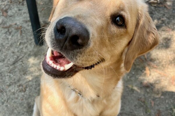 Close-up shot of Powder off-leash in a play area on campus. Powder is sitting, looking up at the camera with vivid eyes and an inquisitive tilt to her head.