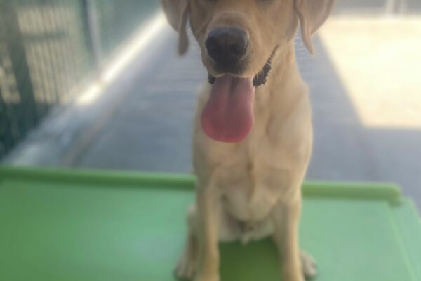 Provo is enjoying some time in the shade. He is sitting on a green play structure in a play yard facing the camera. His mouth is open and his tongue is out. The sun shines in the background.
