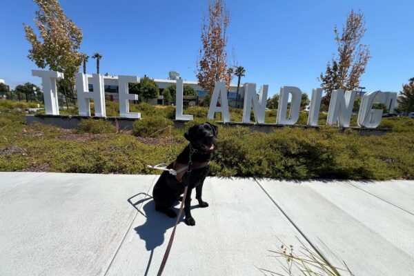 Roxette sits in harness with her mouth open and tongue hanging out. In the background is a white sign "The Landing".