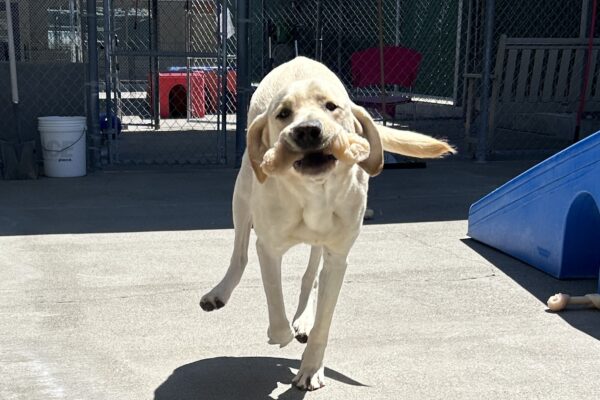 Wilson is holding a bone in his mouth and running towards the camera in community run. His ears are flapping and his paws are in the air as he excitedly runs forward.