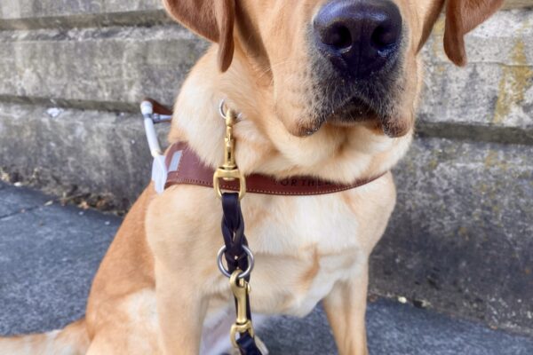 Close up photo of Anise sitting in harness in front of a cement retaining wall. She is looking intently at the camera.