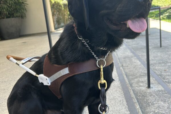 Kingman waits in harness on a set of steps. He is sitting on the top step with his front paws on the step below. He is looking off in the distance with a relaxed expression and his mouth open.