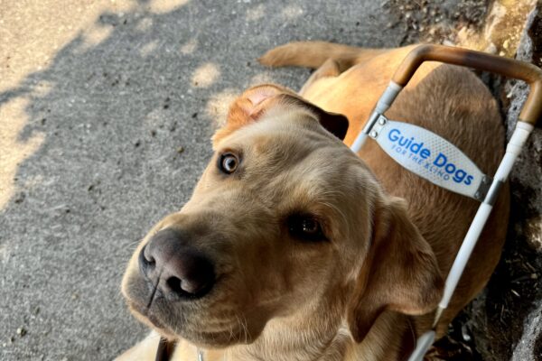 A normally serious worker, Grant lays in harness on the sidewalk next to his handler with one ear flipped backwards. He looks up at the camera (well, at a treat that was near the camera).