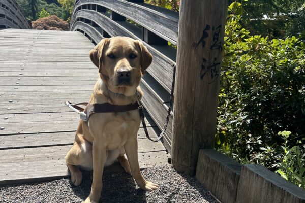 Handsome yellow lab Owen proudly sits in his guide dog harness at the base of a wooden bridge. A variety of foliage is seen behind him on a bright, sunny day.