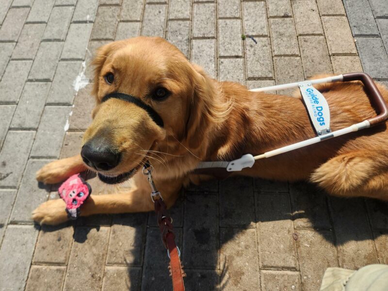 Iris lies down, in harness and a black head collar, on a brick walking path. She is looking up into the camera while her mouth slightly open. Between her paws rests a small, pink squeaky toy in the shape of a pig.