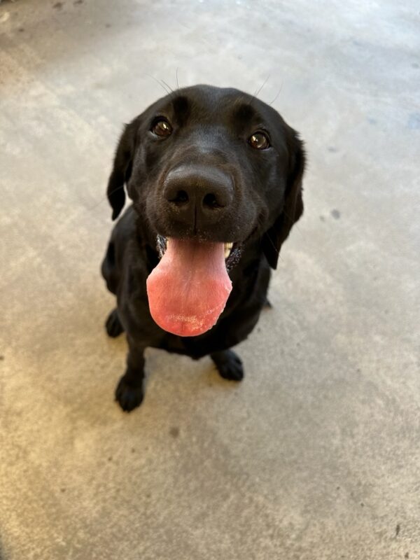 Viana sits on a grey, concrete floor during a play session. She is looking up into the camera while her tongue sticks out from panting.
