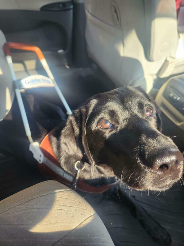 Viana lies down, in harness, on the floor in the back of a van. She is looking up into the camera as sunlight illuminates her face.