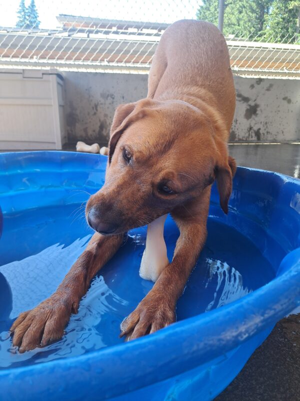 Yellow lab (Jet) chewing on a bone in a blue kiddie pool.