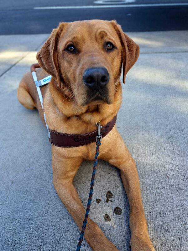 Yellow lab (Jet) laying down in harness looking at the camera.