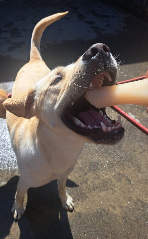 Yellow lab (Williams) chewing on a bone with his mouth wide open and ears flopped back.