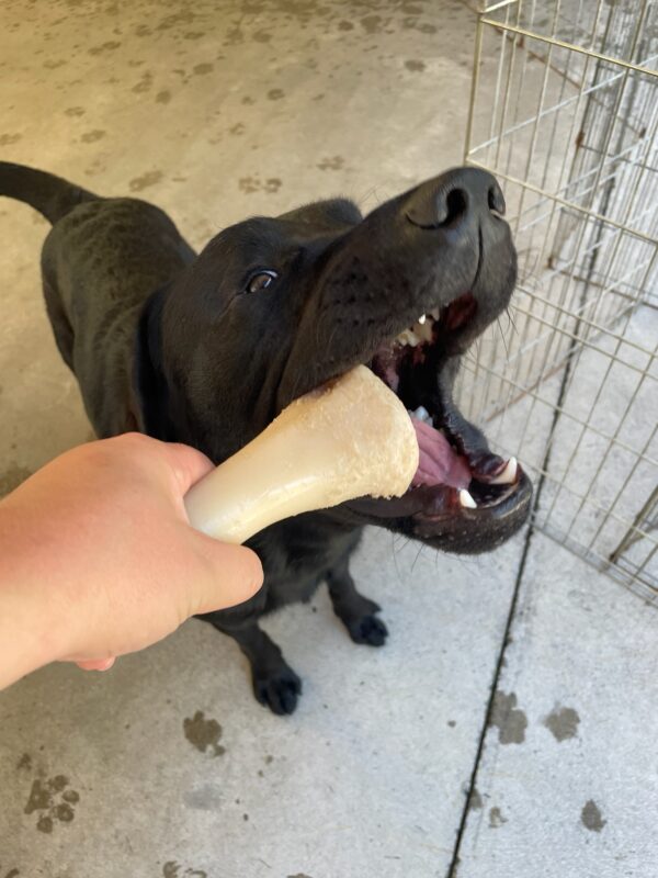 Black lab (Mitch) chewing on bone with his mouth wide open.