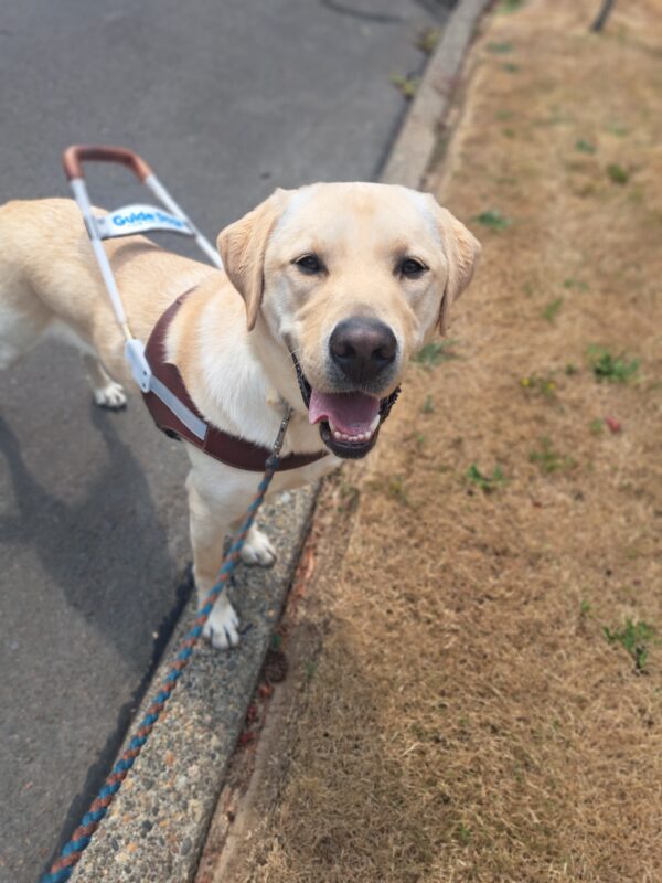 Yellow lab (Williams) in harness standing on a curb edge during sidewalkless with a big smile on his face.