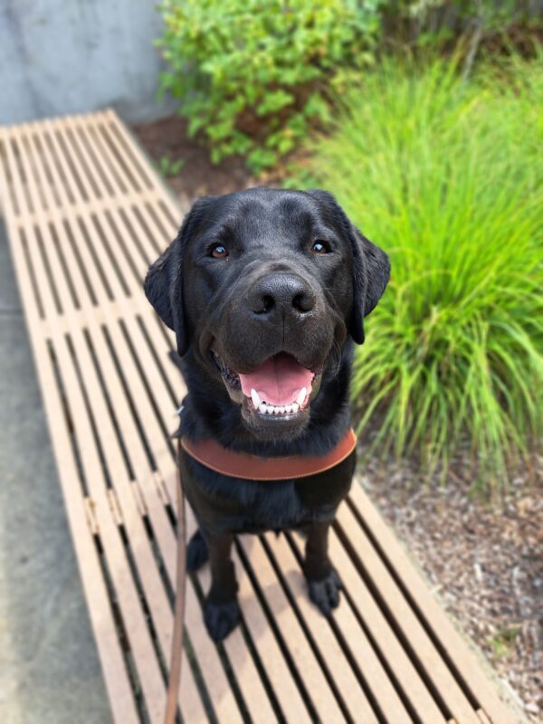 Black lab (Mitch) sits in harness on a bench in front of greenery.