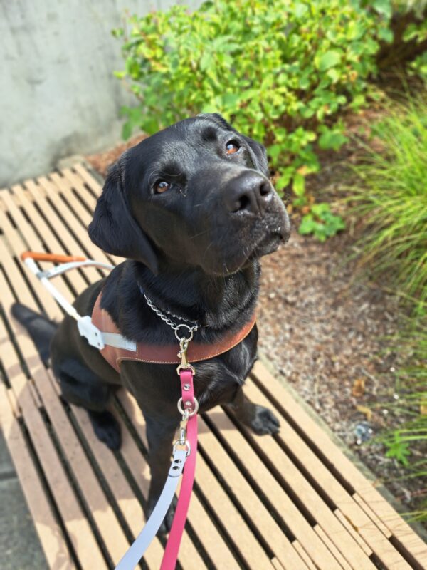 Black lab (Arcade) sits in harness on a bench in front of greenery.