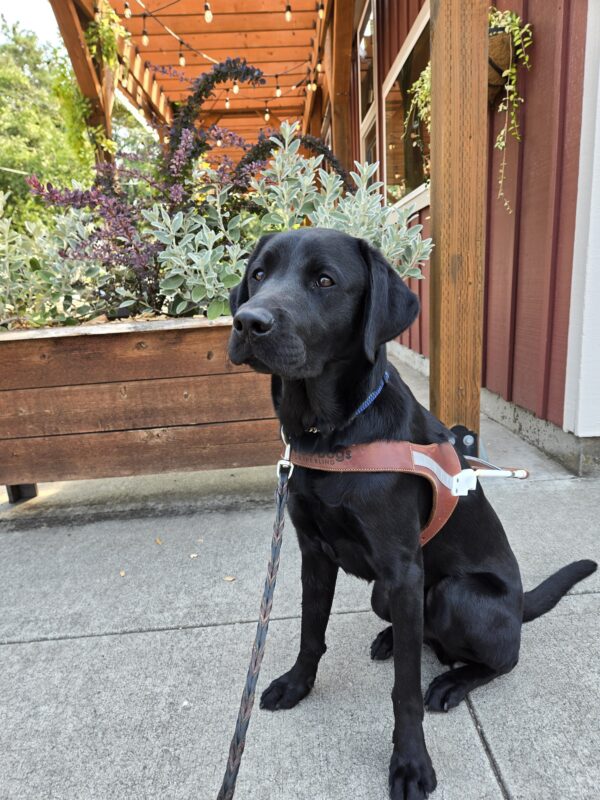 Gunther is in the Sellwood neighborhood of Portland, OR. He's wearing his harness and sitting in front of a planter with various shrubs. He's looking off to camera left with an expressive look on his face.