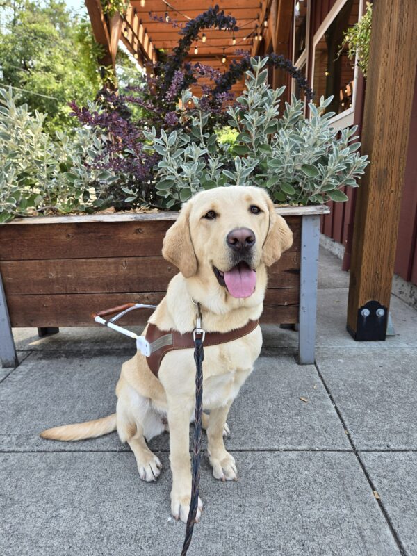 Vindy is in the Sellwood neighborhood of Portland, OR. She's sitting, wearing her harness, facing the camera, and smiling. There's a planter in the background with various shrubbery.