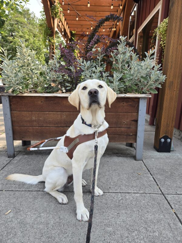 Janey is in the Sellwood neighborhood of Portland, OR. She is sitting, wearing her harness, and looking above the camera at something more interesting. There's a planter in the background with various shrubbery.