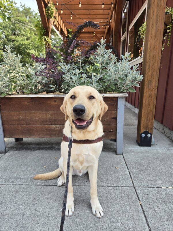 Clay is in the Sellwood neighborhood of Portland, OR. He's wearing his harness, facing the camera, and smiling. There's a planter with various shrubs in the background.