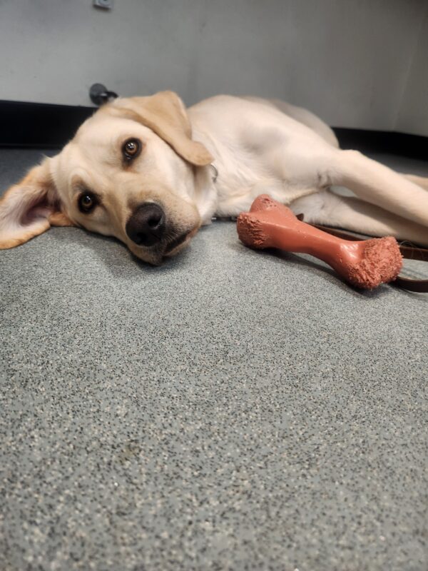 Petra lies down on her side at a desk at the end of the work day. She had just opened her eyes for the picture after waking from a nap. Beside her is a red Nylabone.