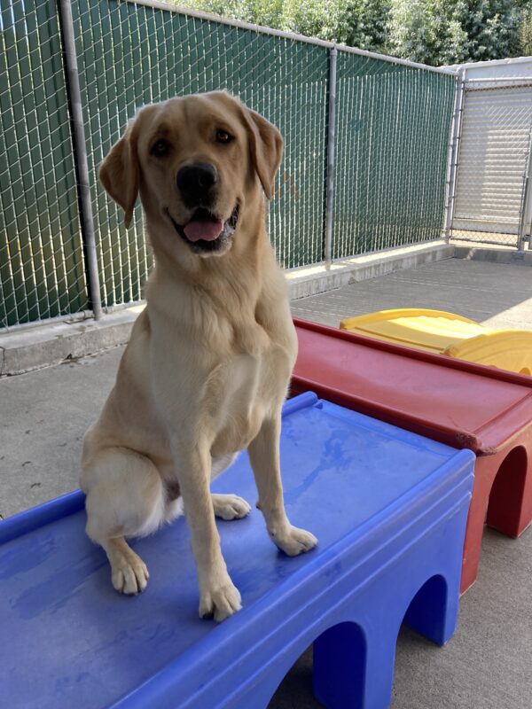 Huxley is sitting on top of a blue play structure in community run. His ears are perked up and he's smiling at the camera.