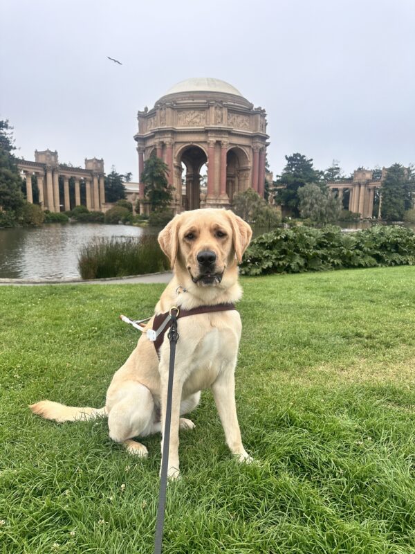 Huxley is sitting on the lawn in front of the Palace of Fine Arts in San Francisco. He is wearing a guide dog harness and looking at the camera.