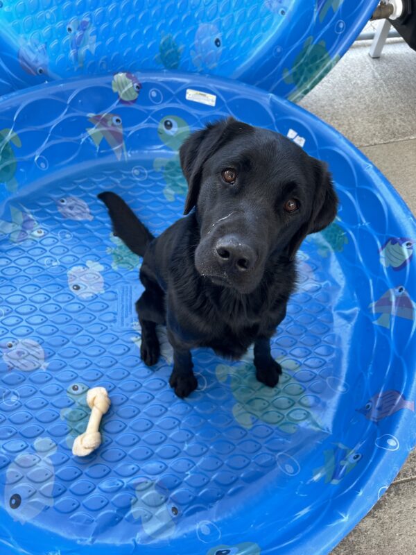 Rambler is sitting in a blue kiddie pool in community run. He is looking up at the camera.