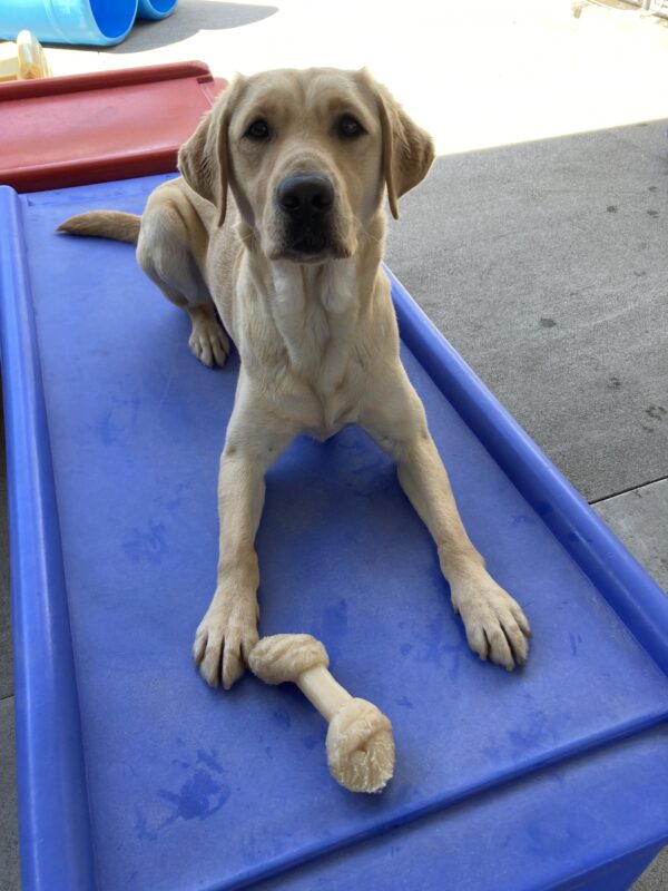Emma is laying on a blue play structure in community run with a Nylabone between her paws.