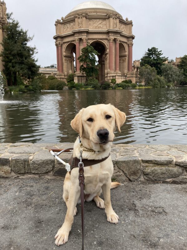 Emma is sitting on a stone pathway in front of the Palace of Fine Arts in San Francisco. She is wearing a guide dog harness and looking at the camera.
