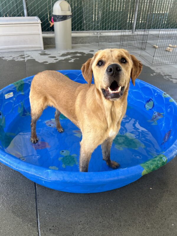 Navi is standing in a blue kiddie pool in the community run yard. He is looking up at the camera with his mouth slightly open.