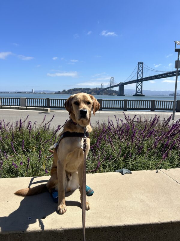 Navi is sitting on a concrete bench along the Embarcadero in San Francisco. Behind him is a large lavender plant, the San Francisco Bay, and the Bay Bridge.