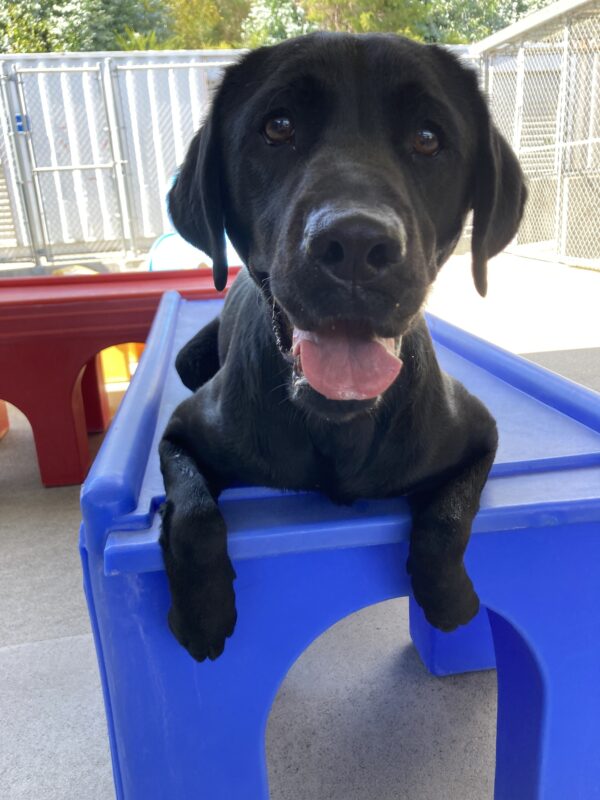Sunday is laying on a blue play structure in community run. Her front paws are dangling over the edge of the play structure and her tongue is hanging out