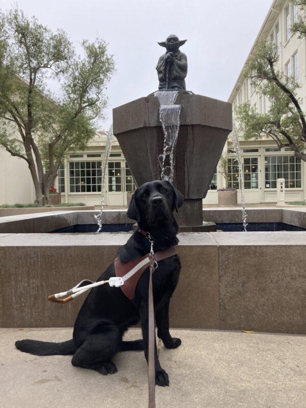 Sunday is sitting in front of a large fountain with a stone sculpture of Yoda on top. She is wearing a guide dog harness and looking at the camera.