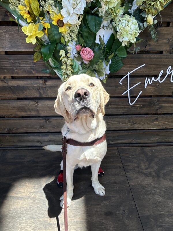 Wilson is sitting on a wooden platform in front of a floral photo backdrop. He is wearing a guide dog harness and boots on his back paws. The sun is shining down on him and he is looking up towards the camera.