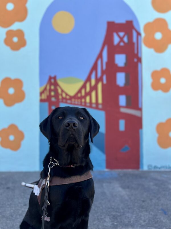 Shamrock sits in harness looking at the camera. Behind him is a mural of the Golden Gate Bridge surrounded by orange flowers.