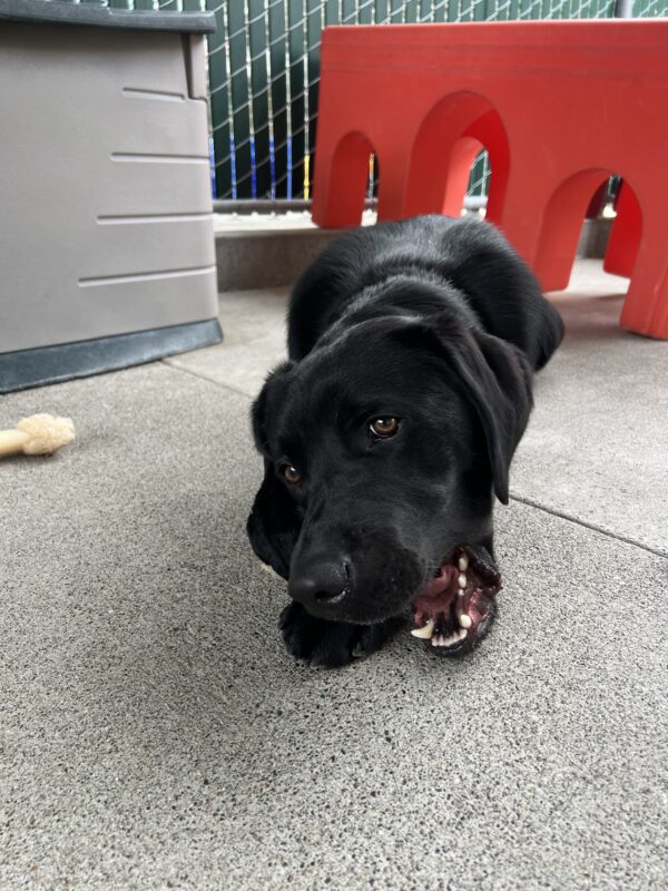 Shamrock looks at the camera while chewing on a bone in Community Run. Behind him is a bright red play structure.
