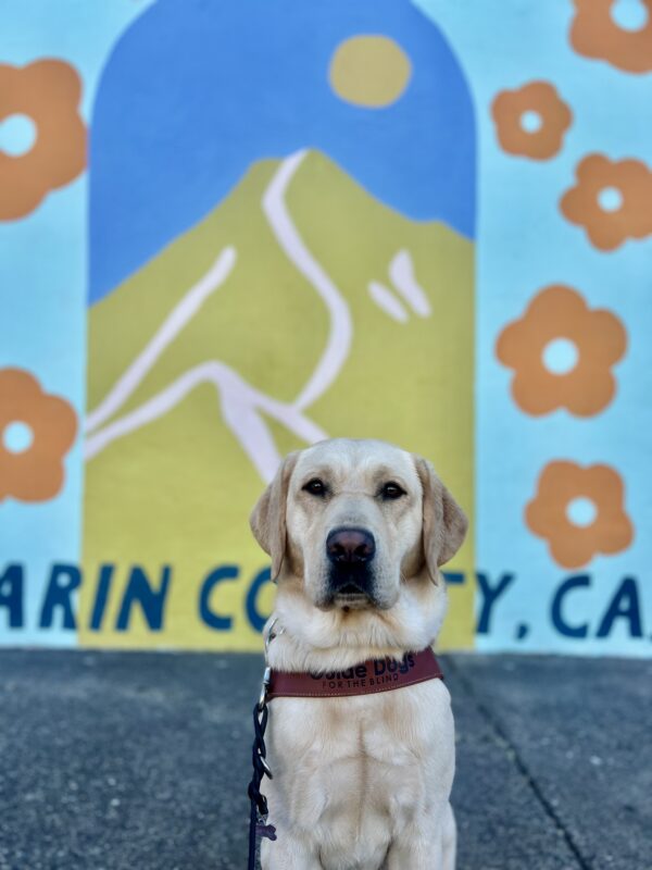 Palm sits in harness looking at the camera. Behind her is a mural of the Golden Gate Bridge surrounded by orange flowers.