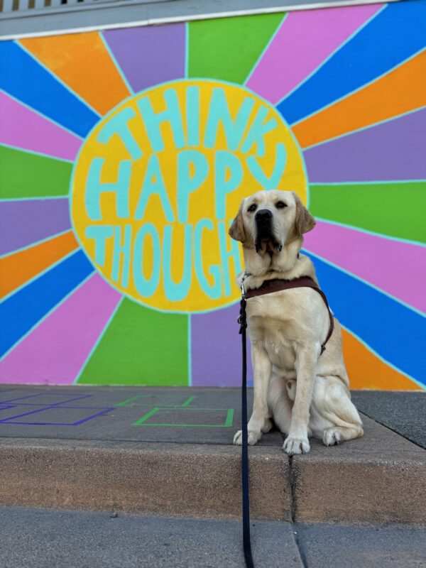 Photo of yellow
Lab male Barrett sitting in harness in front of a colorful mural that says “think happy thoughts”