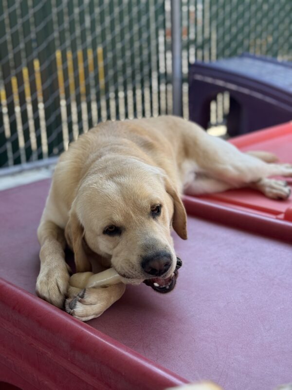 Photo is of Barrett lying across two red play structures in community run while chewing a bone