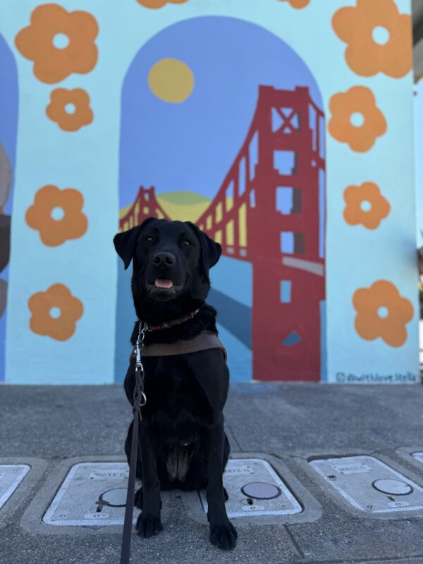 Photo is of black lab female Hallmark sitting in harness in front of a mural depicting the Golden Gate Bridge