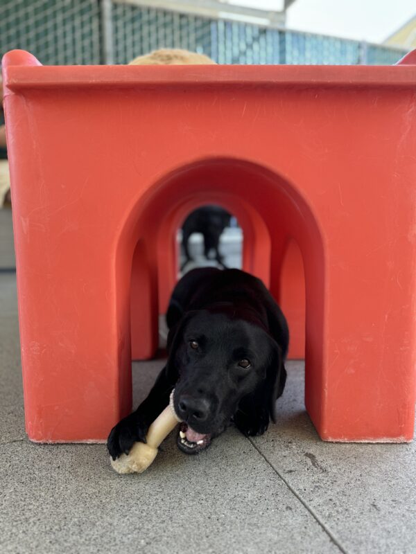 Photo is of Hallmark in her favorite spot, under a red play structure in community run chewing a bone