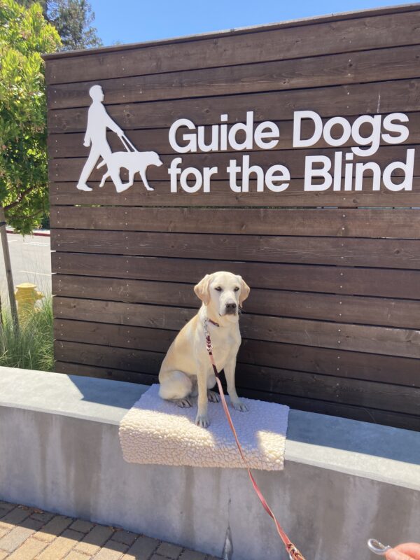 Hilde poses in front of a wooden sign bearing Guide Dogs for the Blind's logo. She is sitting on a fleece mat looking at the camera.