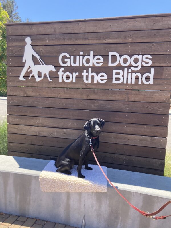Juana poses in front of a wooden sign bearing Guide Dogs for the Blind's logo. She is sitting on a fleece mat looking at the camera.