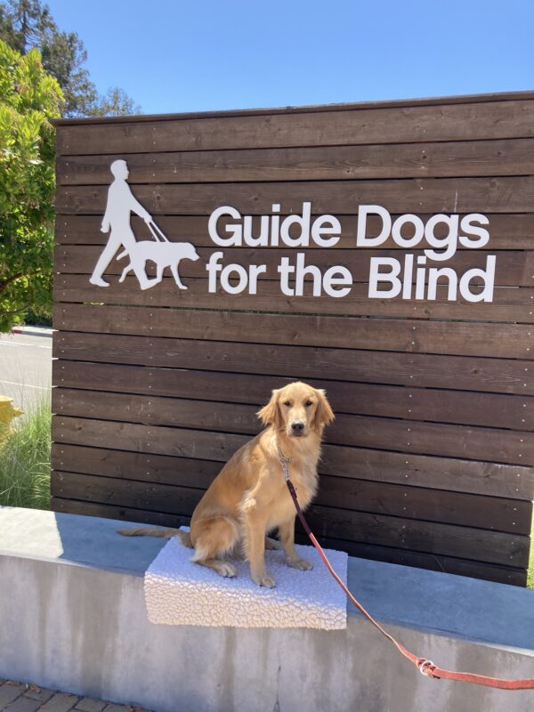 Scully poses in front of a wooden sign bearing Guide Dogs for the Blind's logo. He is sitting on a fleece mat looking at the camera.
