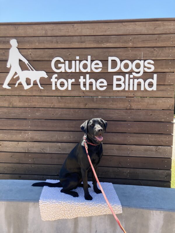 Marv poses in front of a wooden sign bearing Guide Dogs for the Blind's logo. He is sitting on a fleece mat looking at the camera, mouth open in a grin.